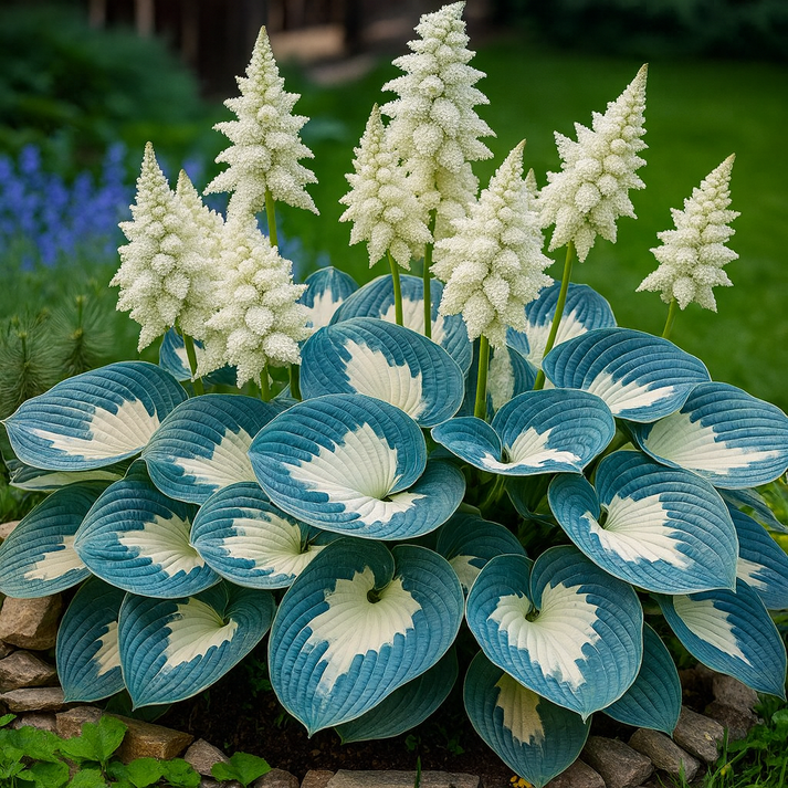 Shade-Tolerant and Cold-Hardy Hosta Flowers